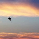bird flying into the sky at sunset
