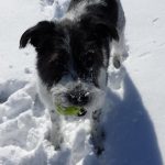 Dog playing with a tennis ball in the snow