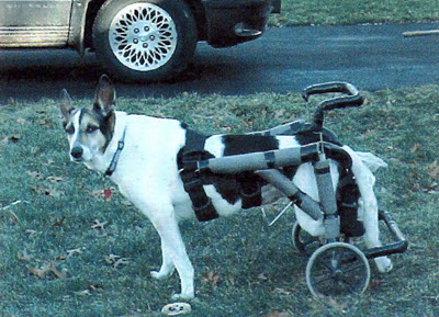 Authors dog in a cart