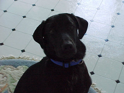 Black lab looking at the camera