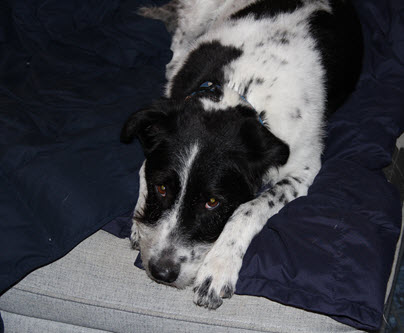 Dog looking at the camera lying on a chair