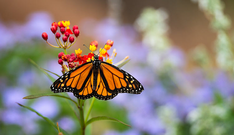 Monarch butterflies will not attempt to fly in the rain. It’s okay to rest during the storms in your life.