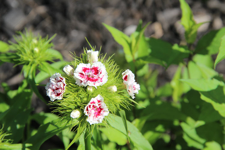 Can Horticulture Therapy Offer Tangible Benefits For Your Elder With Dementia?